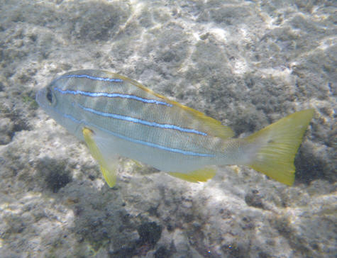 Tropical Fish in Hanauma Bay on the Island of Oahu