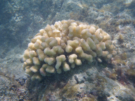 Coral at Hanauma Bay, Oahu Hawaii
